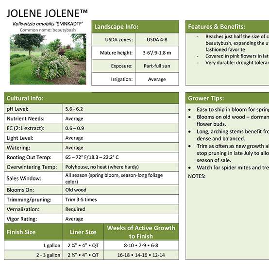 Preview of Jolene Jolene™ Kolkwitzia Grower Sheet PDF