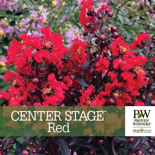 Preview of Center Stage® Red Lagerstroemia Benchcard PDF