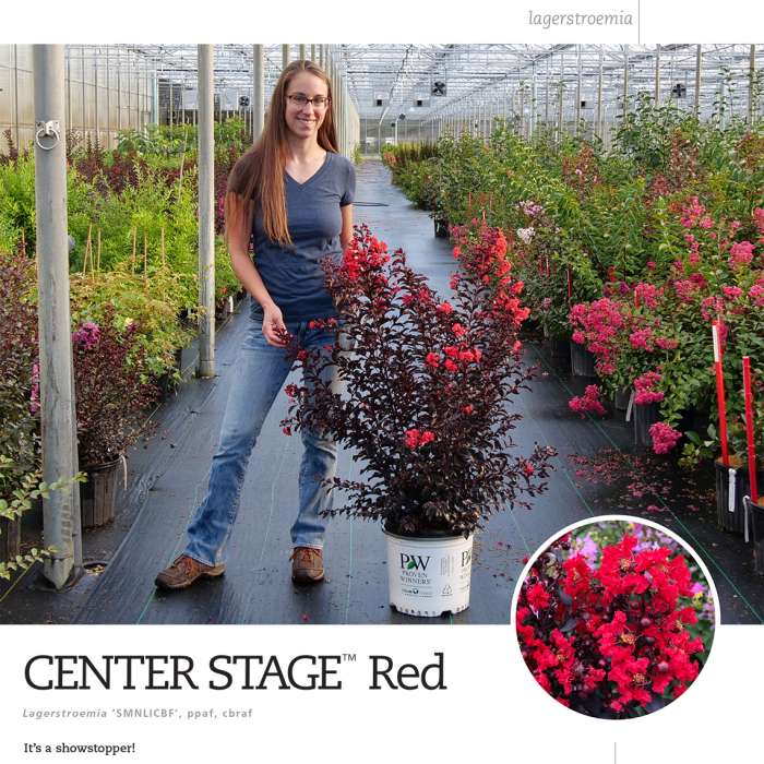 Preview of Center Stage™ Red Lagerstroemia spec sheet PDF
