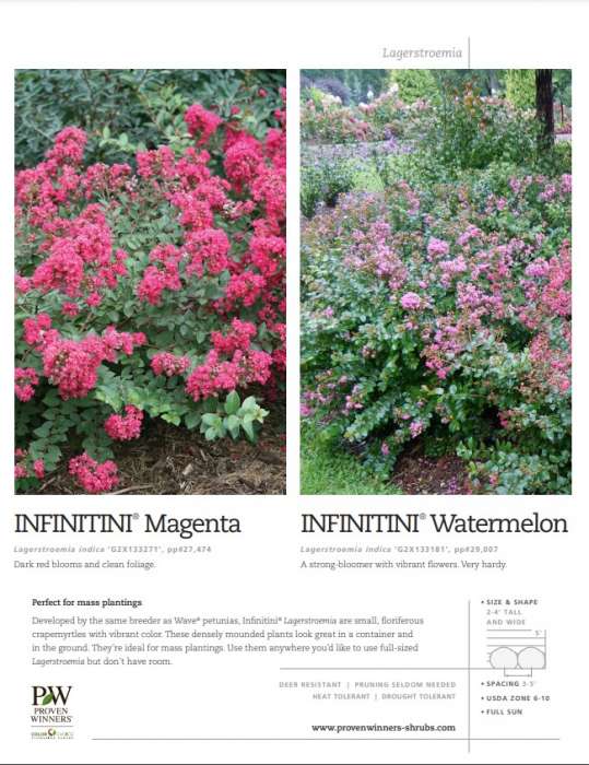 Preview of Infinitini® Lagerstroemia spec sheet PDF