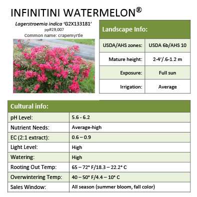 Preview of Infinitini Watermelon® Lagerstroemia Grower Sheet PDF