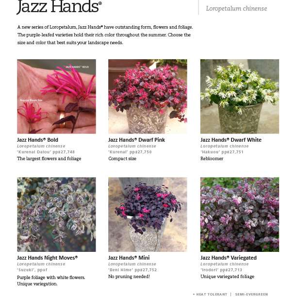 Preview of Jazz Hands® Loropetalum series spec sheet PDF