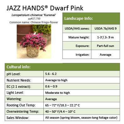 Preview of Jazz Hands® Dwarf Pink Loropetalum Grower Sheet PDF