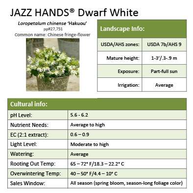 Preview of Jazz Hands® Dwarf White Loropetalum Grower Sheet PDF
