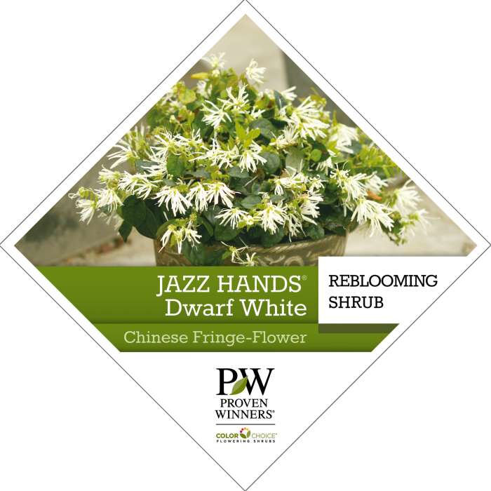 Jazz Hands® Dwarf White Loropetalum Tag - Spring Meadow Nursery