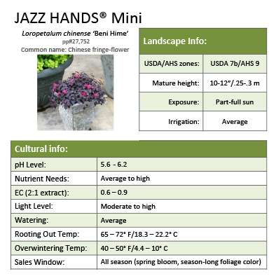 Preview of Jazz Hands Mini™ Loropetalum Grower Sheet PDF