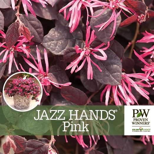 Preview of Jazz Hands® Pink Loropetalum Benchcard PDF