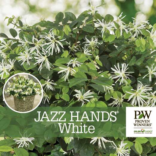 Preview of Jazz Hands® White Loropetalum Benchcard PDF