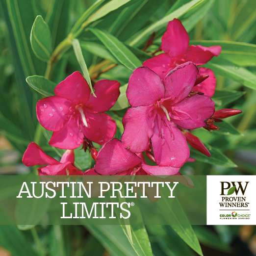 Preview of Austin Pretty Limits® Nerium Benchcard PDF