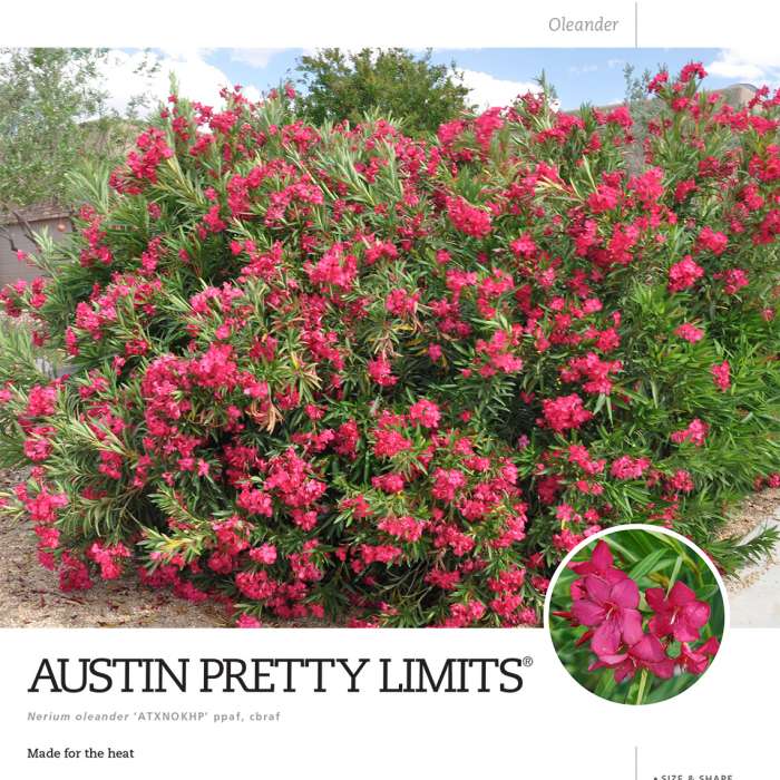 Preview of Austin Pretty Limits® Oleander spec sheet PDF