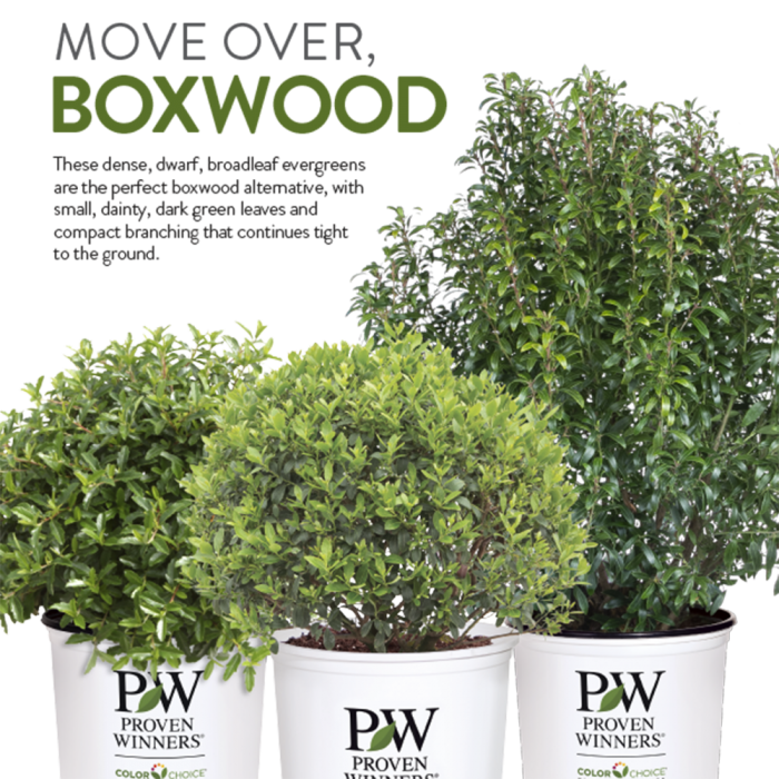 boxwood-alternatives-from-proven-winners-colorchoice-shrubs-spring