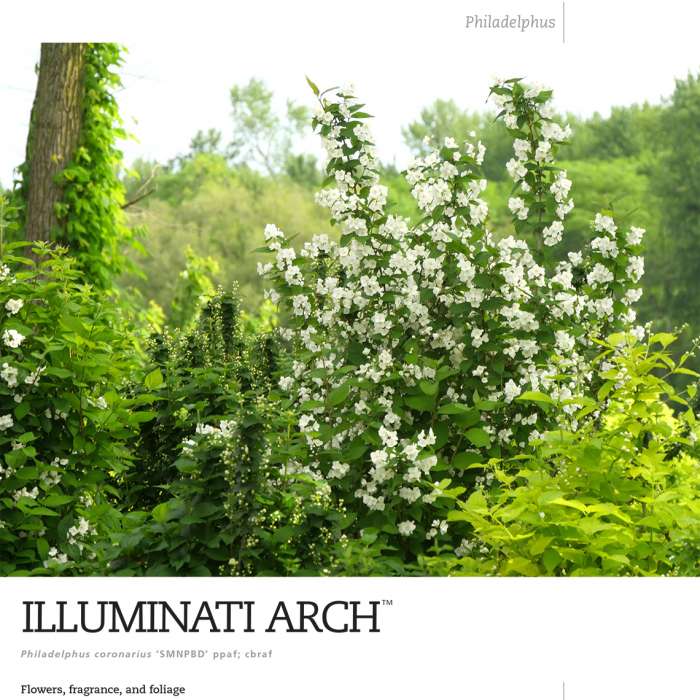 Preview of Illuminati Arch® Mock Orange spec sheet PDF
