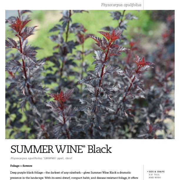 Preview of Summer Wine® Black Physocarpus Spec Sheet PDF