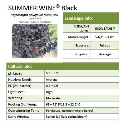 Preview of Summer Wine® Black Physocarpus Grower Sheet PDF