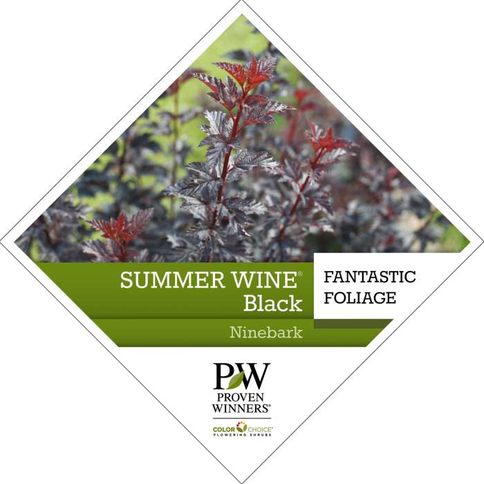 Preview of Summer Wine® Black Physocarpus Tag PDF