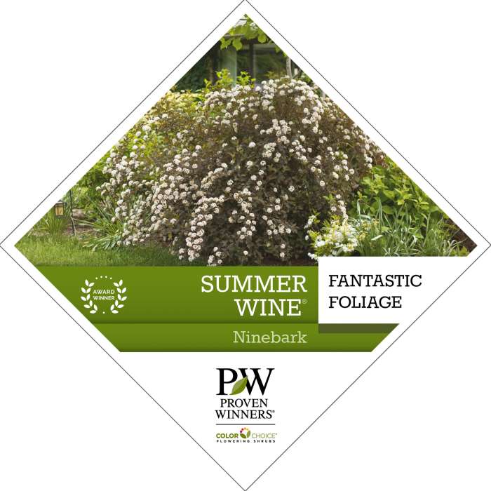 Preview of Summer Wine® Physocarpus Tag PDF