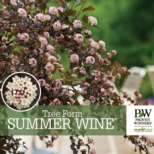 Preview of Summer Wine® Physocarpus Benchcard PDF