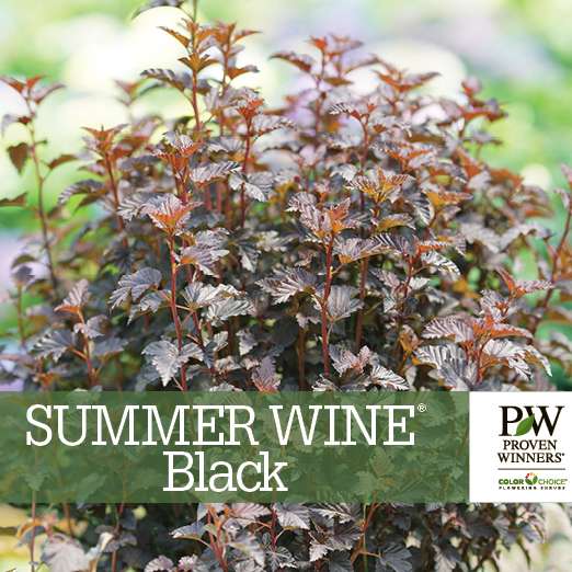 Preview of Summer Wine® Black Physocarpus Benchcard PDF