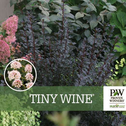 Preview of Tiny Wine® Physocarpus Benchcard PDF