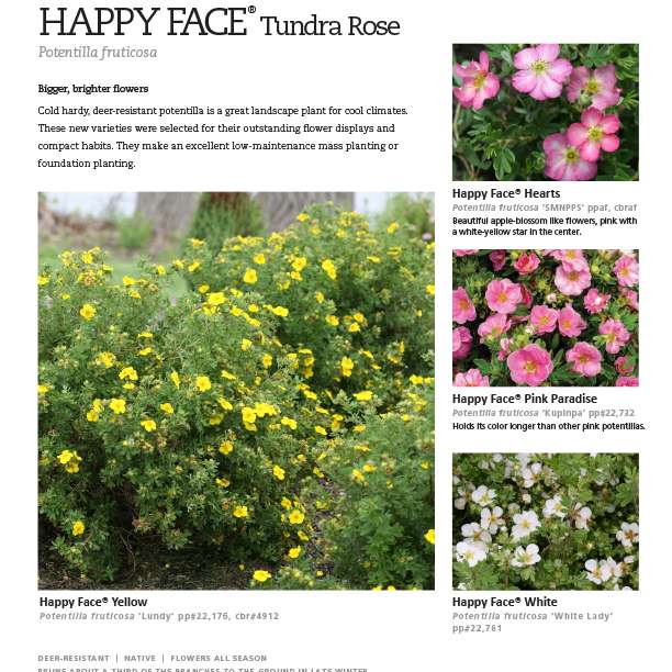 Preview of Happy Face® Potentilla Series Spec Sheet PDF