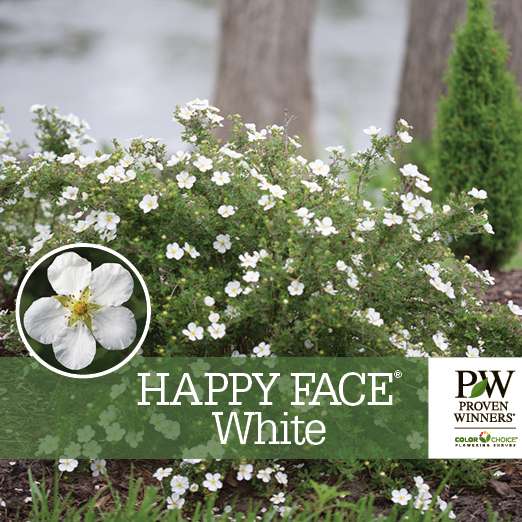 Preview of Happy Face® White Potentilla Benchcard PDF