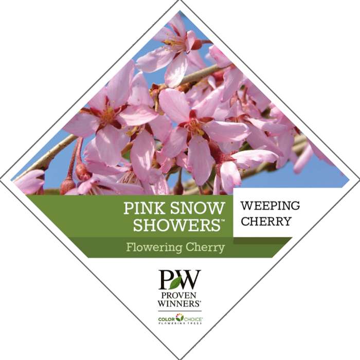 Preview of Pink Snow Showers™ Flowering Cherry Tag PDF