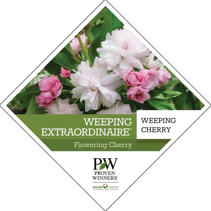 Preview of Weeping Extraordinaire™ Flowering Cherry Tag PDF