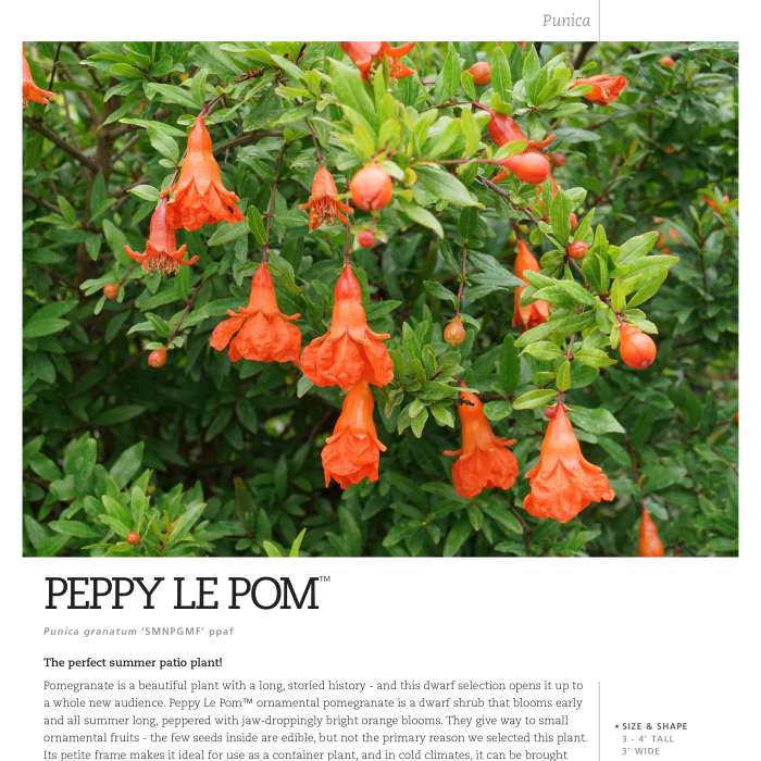 Preview of Peppy Le Pom™ Punica Spec Sheet PDF