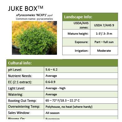 Preview of Juke Box® ×Pyracomeles Grower Sheet PDF