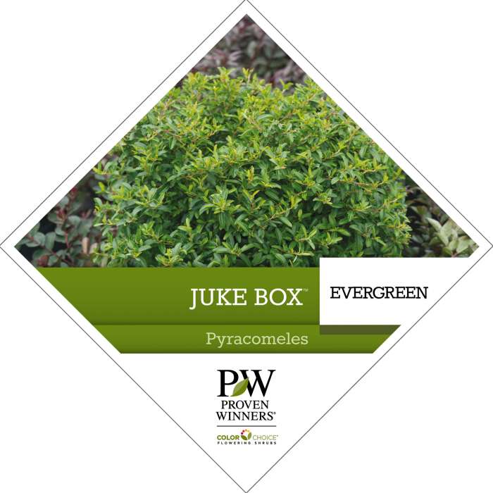Preview of Juke Box® ×Pyracomeles Tag PDF