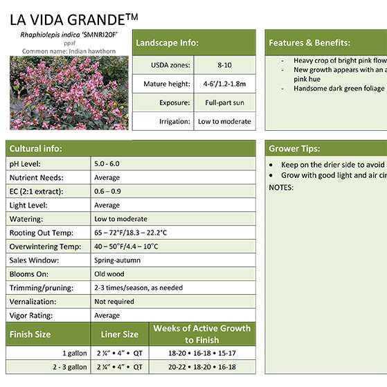 Preview of La Vida Grande™ Rhaphiolepis Grower Sheet PDF