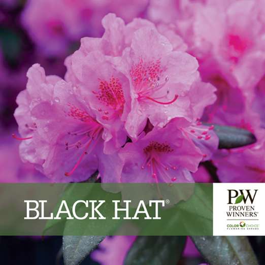 Preview of Black Hat® Rhododendron bench card PDF