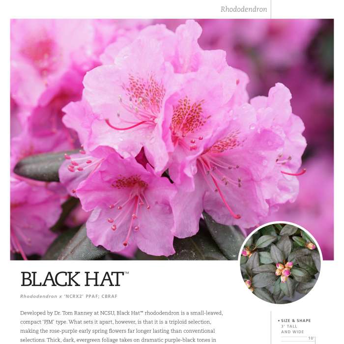 Preview of Black Hat® Rhododendron Spec Sheet PDF