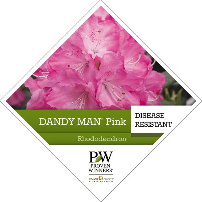 Preview of Dandy Man® Pink Rhododendron Tag PDF