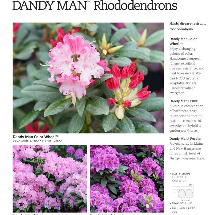 Preview of Dandy Man® Rhododendron Series Spec Sheets PDF