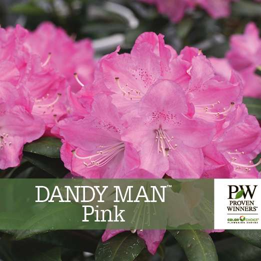 Preview of Dandy Man® Pink Rhododendron Benchcard PDF