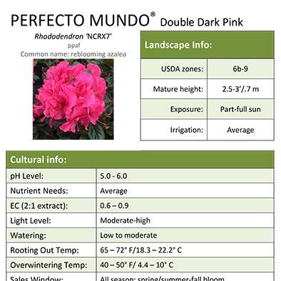 Preview of Perfecto Mundo® Double Dark Pink Rhododendron Grower Sheet PDF