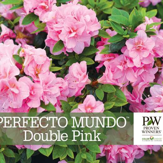 Preview of Perfecto Mundo™ Double Pink Rhododendron Benchcard PDF