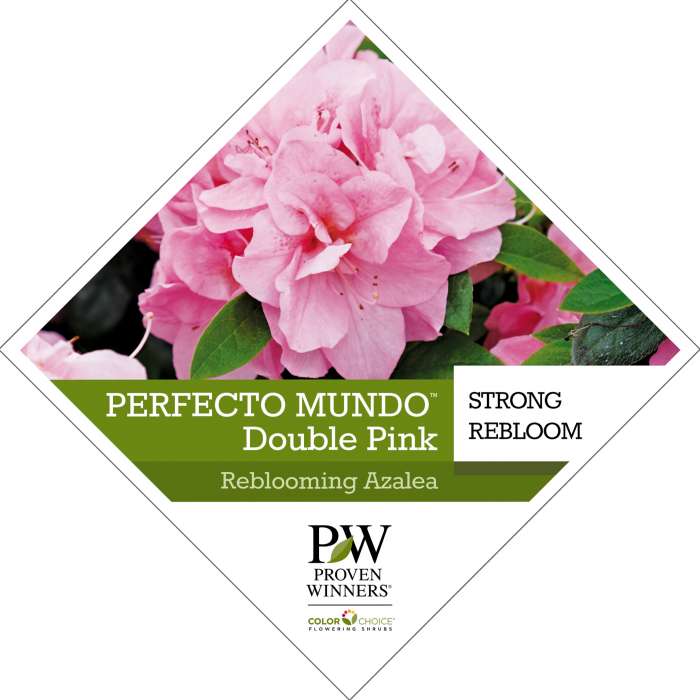 Preview of Perfecto Mundo™ Double Pink Rhododendron Tag PDF