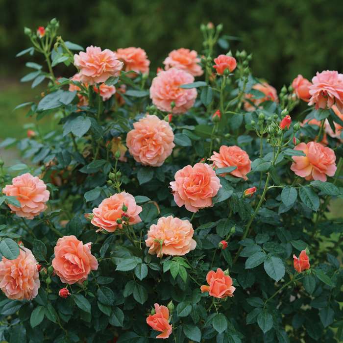 Preview of At Last® Rose, Plant of the Week April 26, 2018 PDF