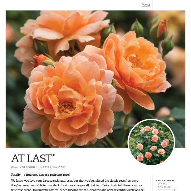 Preview of At Last­® Rosa Spec Sheet PDF