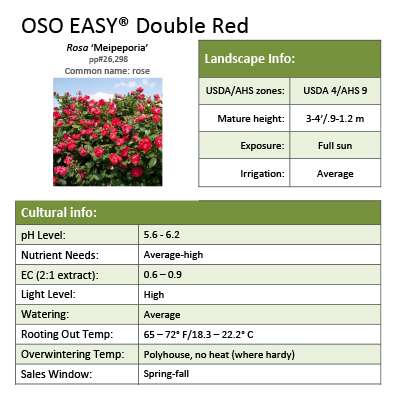 Preview of Oso Easy Double Red® Rosa Grower Sheet PDF
