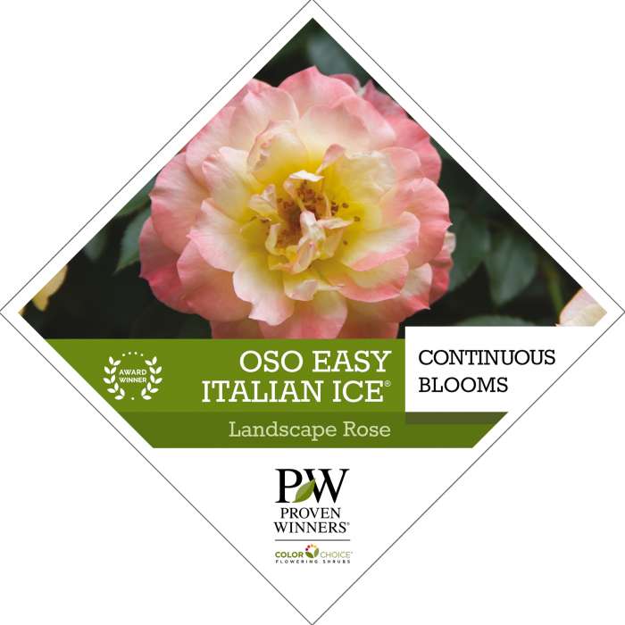 Preview of Oso Easy® Italian Ice® Rosa Tag PDF