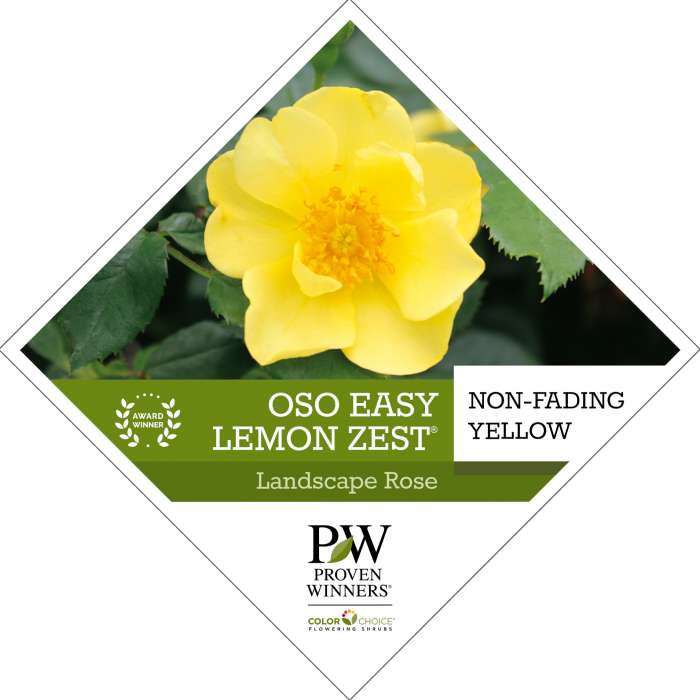 Preview of Oso Easy Lemon Zest™ Rosa Tag PDF
