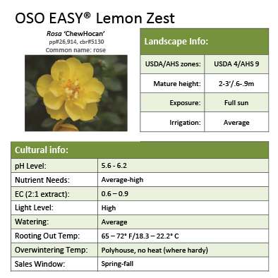 Preview of Oso Easy Lemon Zest™ Rosa Grower Sheet PDF