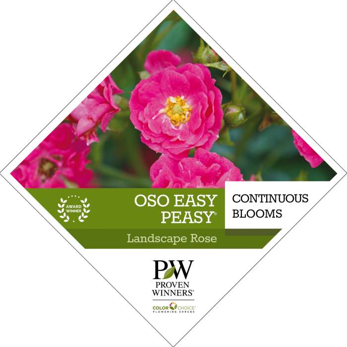 Preview of Oso Easy Peasy® Rosa Tag PDF