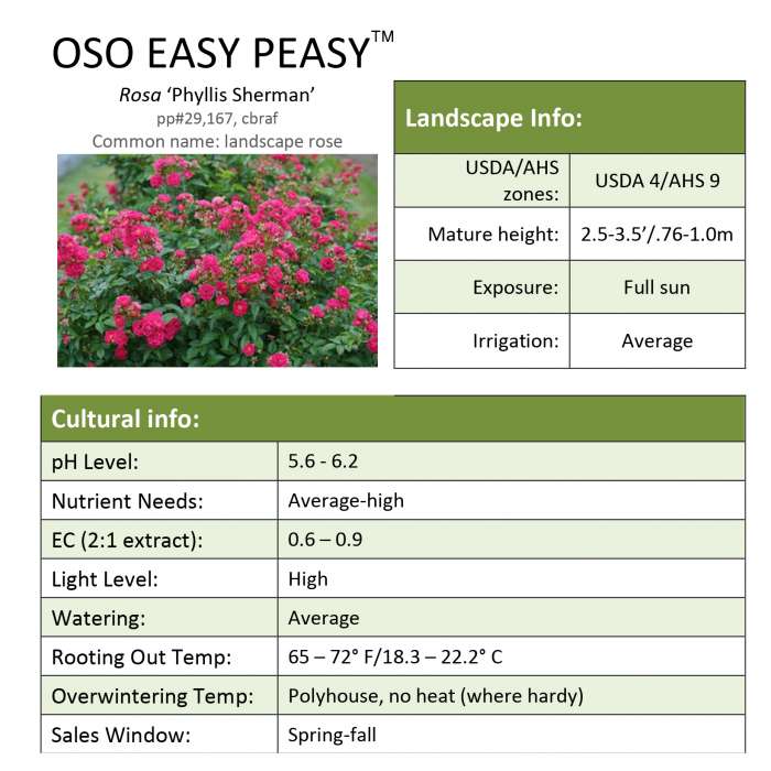 Preview of Oso Easy Peasy® Rosa Grower Sheet PDF