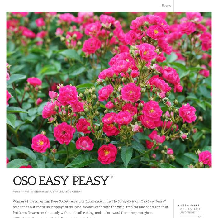 Preview of Oso Easy Peasy® Rosa Spec Sheet PDF