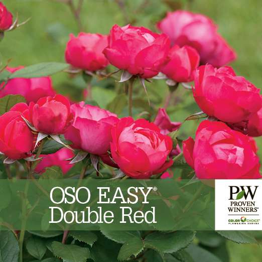 Preview of Oso Easy Double Red® Rosa Benchcard PDF