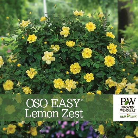 Preview of Oso Easy Lemon Zest™ Rosa Benchcard PDF
